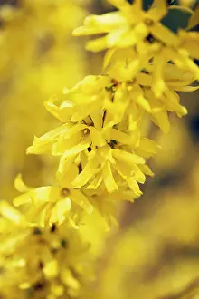 Forsythia: Forsythia