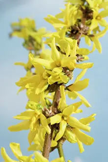 Forsythia: Forsythia