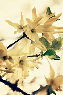 Forsythia: Forsythia