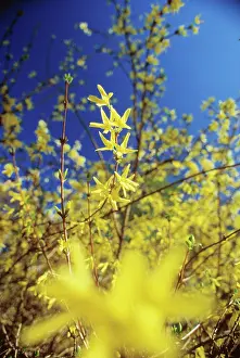 Forsythia: Forsythia