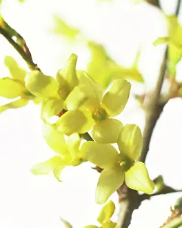 Forsythia: Forsythia