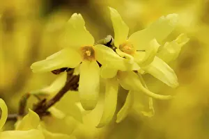 Forsythia: Forsythia - close-up of flowers