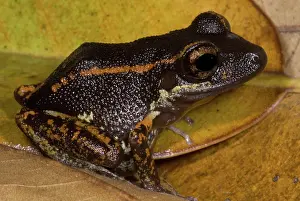 Robber: Fort Randolph Robber Frog