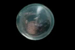 Robber: Fort Randolph Robber Frog Egg