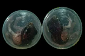 Robber: Fort Randolph Robber Frog Eggs