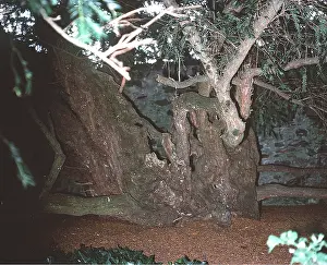 Yews: FORTINGALL YEW - 3000 year old tree