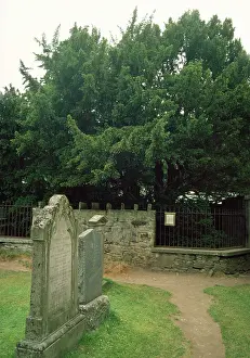 Churchyard: Fortingall Yew - in Churchyard