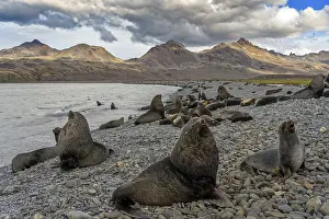 Seals: Fortuna Bay landscape with fur seals South Georgia Antarctica