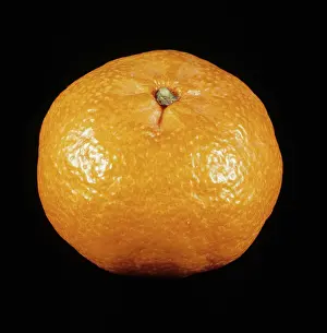 Reticulata: Fortune Mandarin orange
