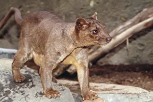 Ferox: FOSSA - whole animal