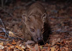 Exterial: Fossa (Cryptoprocta ferox) in the dry forests of