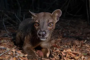 Exterial: Fossa (Cryptoprocta ferox) in the dry forests of