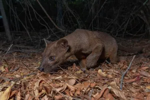 Exterial: Fossa (Cryptoprocta ferox) in the dry forests of