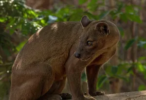 Fossa: Fossa Sneaky cat (Cryptoprocta ferrox) in the dry