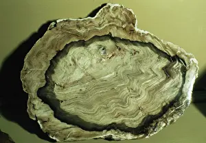 Rings: Fossil