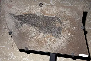 Primitive: Fossil Acanthodian