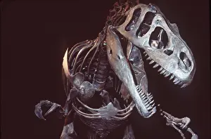 Scary: FOSSIL - Allosaurus Dinosaur skeleton