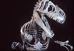 Scary: Fossil - Allosaurus Dinosaur skeleton
