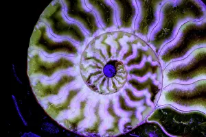 Ammonites: Fossil ammonite