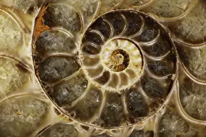 Ammonites: Fossil ammonite