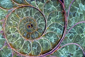 Ammonites: Fossil ammonite