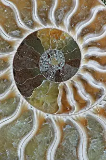 Ammonites: Fossil Ammonite