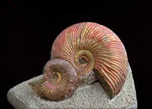 Spirals: Fossil - Ammonite