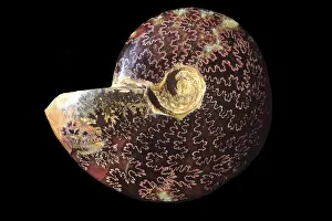 Ammonite: Fossil: Ammonite
