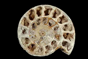 Ammonite: Fossil Ammonite