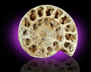 Ammonite: Fossil Ammonite
