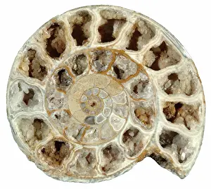Ammonite: Fossil Ammonite