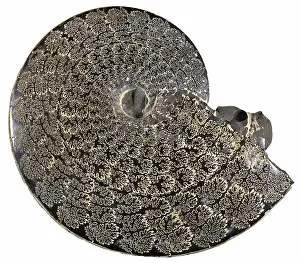 Ammonite: Fossil Ammonite