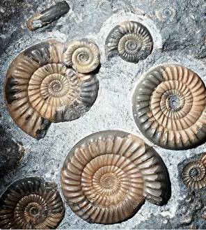 Spirals: Fossil - Ammonite