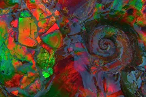 Ammonites: Fossil - Ammonite. Bear's paw formation. 70 million
