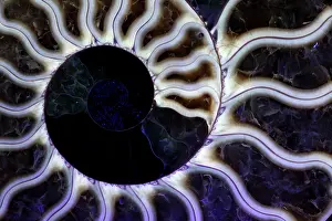 230120: Fossil ammonite- Cleoniceras spp. -Upper Early Cretaceous