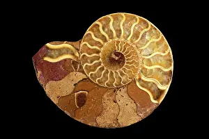 Ammonite: Fossil: Ammonite (cross section) - Name: Perisphinctes