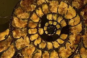 Spirals: Fossil Ammonite Cross section (Speetoniceras)