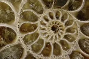 230120: Fossil ammonite- Desmoceras spp. -Upper Early Cretaceous