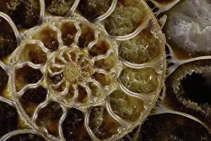230120: Fossil ammonite- Desmoceras spp. -Upper Early Cretaceous