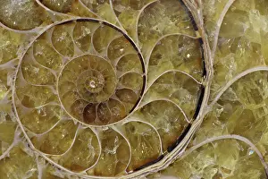 230120: Fossil ammonite- Desmoceras spp. -Upper Early Cretaceous