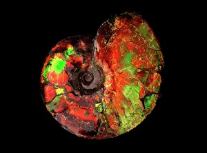 Spirals: Fossil: Ammonite Placenticeras, Bear Paw Formation