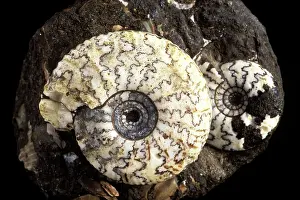 Ammonite: Fossil - Ammonite - Scientific name - Craspedites