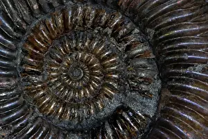 Spirals: Fossil Ammonite (Speetoniceras)