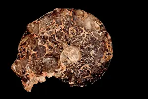 Ammonite: Fossil Ammonite Surriceras Cretaceous
