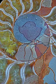 Ammonites: Fossil Ammonite - Upper Early Cretaceous