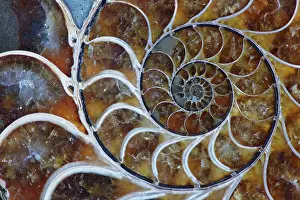 Ammonites: Fossil Ammonite - Upper Early Cretaceous