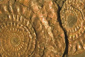 Ammonites: Fossil ammonites - Lower Jurassic