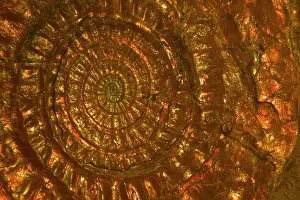 Ammonites: Fossil - Ammonites. Lower Jurassic