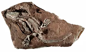 Permian: Fossil Amphibian