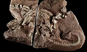 Permian: Fossil Amphibian